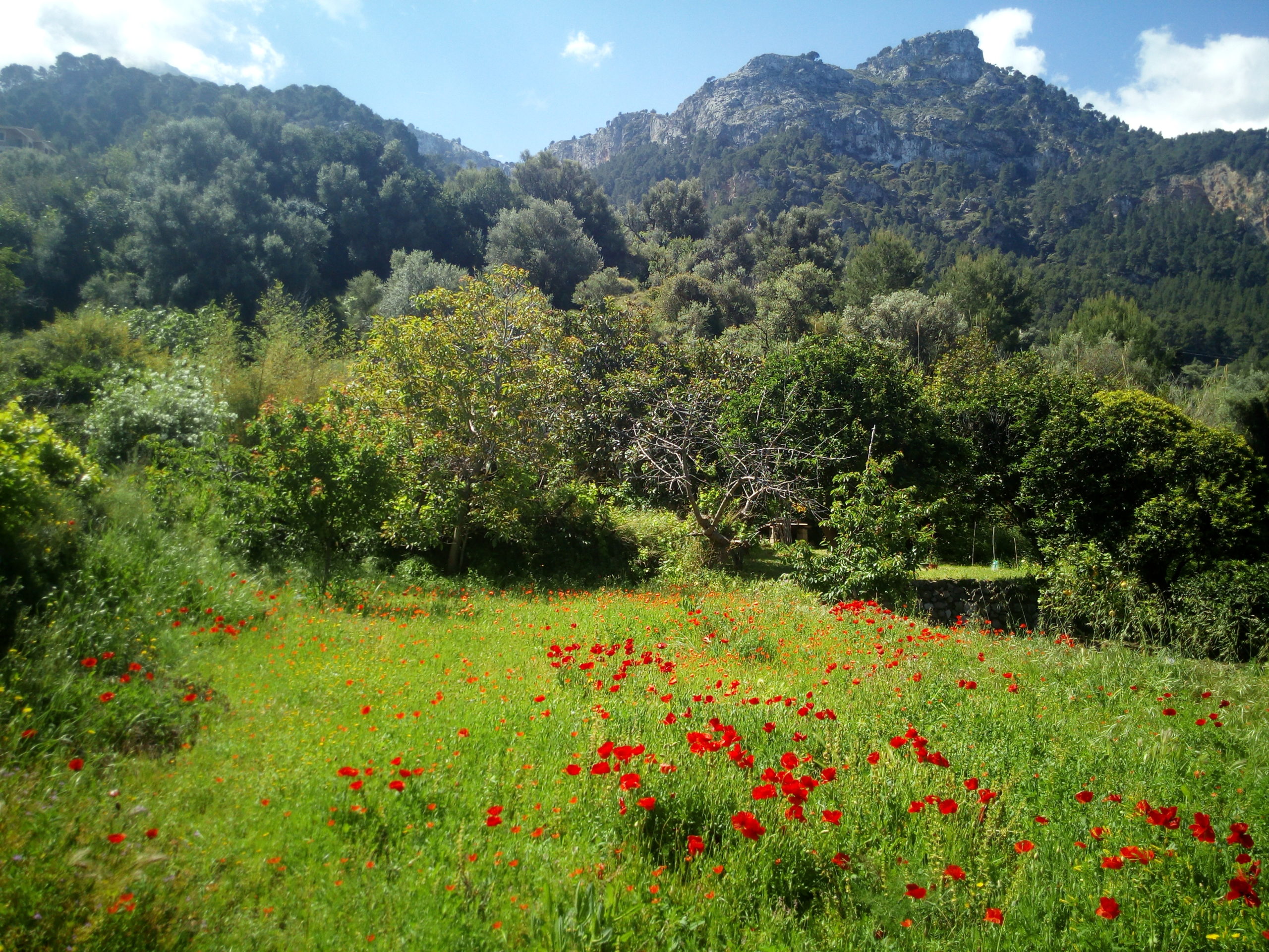 Jardin Forestal de Estellencs