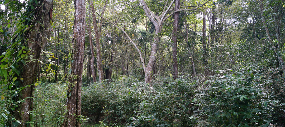 Bosque Arboles