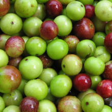 myrciaria-dubia-camu-camu Myrciaria Dubia Camu-camu