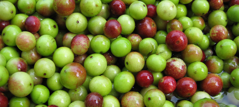 myrciaria-dubia-camu-camu Myrciaria Dubia Camu-camu