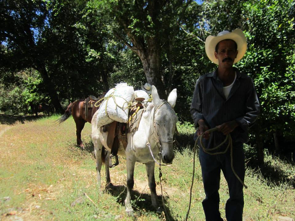 Cosecha 2014, La Cuesta, Jalisco, México